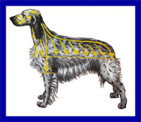 a well breed English Setter dog